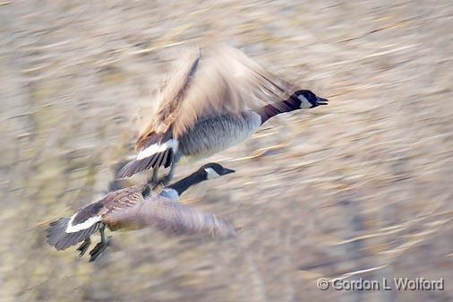 Geese In Flight_02107.jpg - Canada Geese (Branta canadensis) photographed at Ottawa, Ontario, Canada.